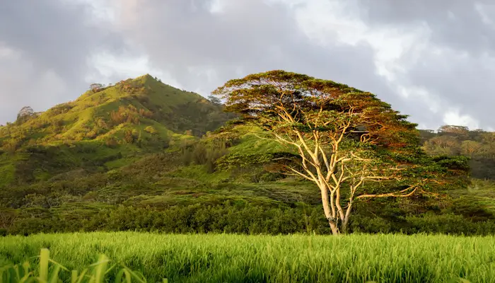 Koa tree (Acacia koa)
